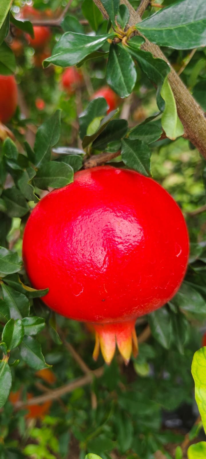 Pomegranate 1